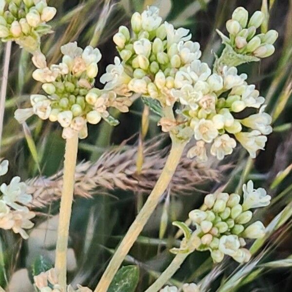 Eriogonum heracleoides Kukka