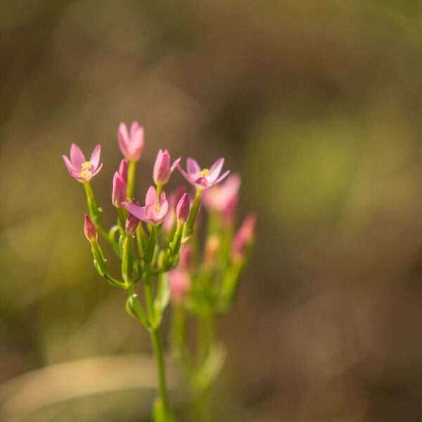 Centaurium erythraea Blomst