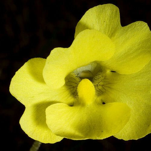 Pinguicula lutea Flower