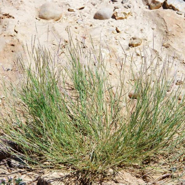 Dichanthium foveolatum Vekstform