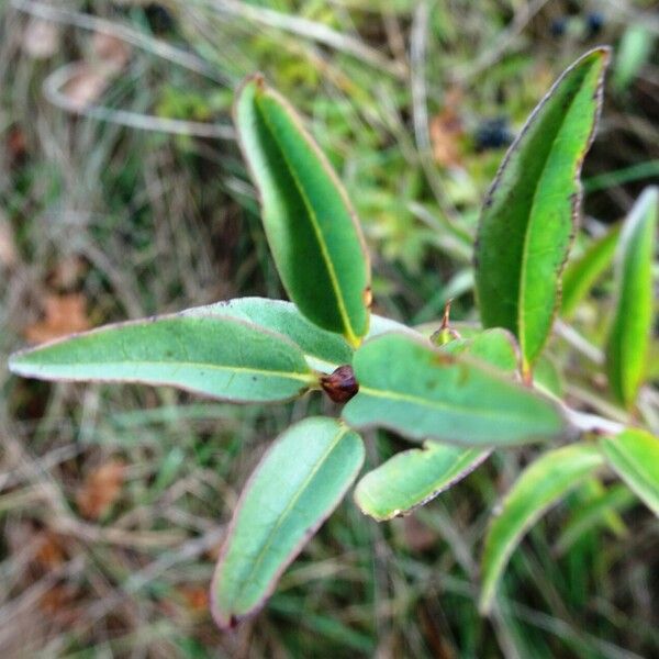 Ligustrum vulgare List