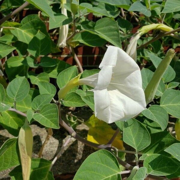 Datura inoxia Flor