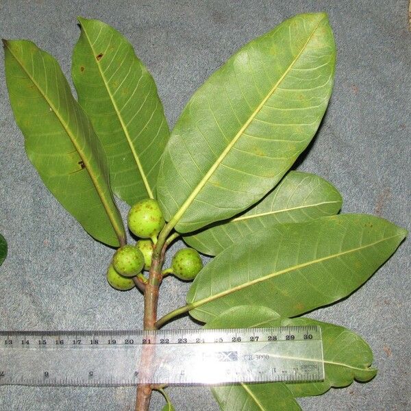 Ficus crocata Other