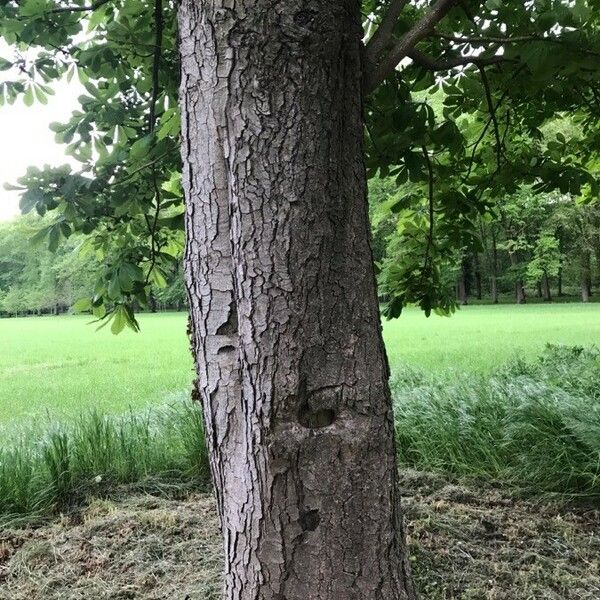 Aesculus hippocastanum Bark