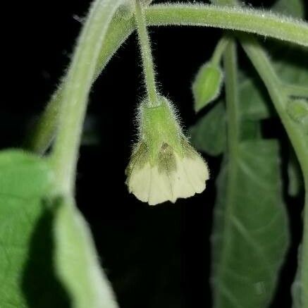 Physalis pubescens Cvet