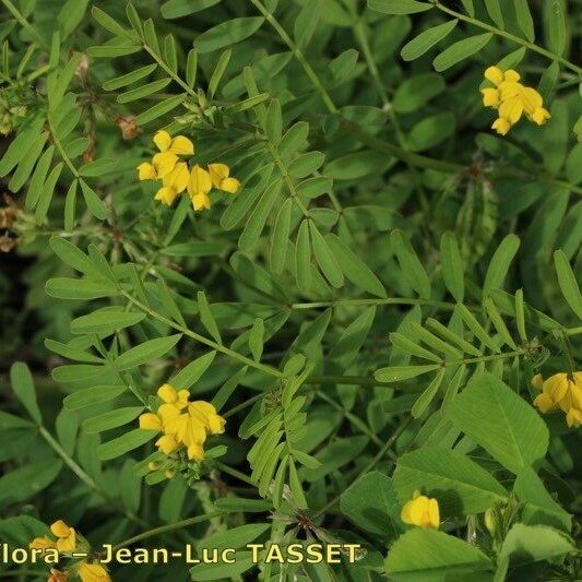 Hippocrepis multisiliquosa Fiore