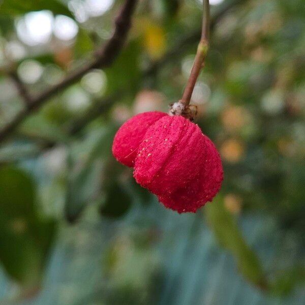 Euonymus europaeus Plod