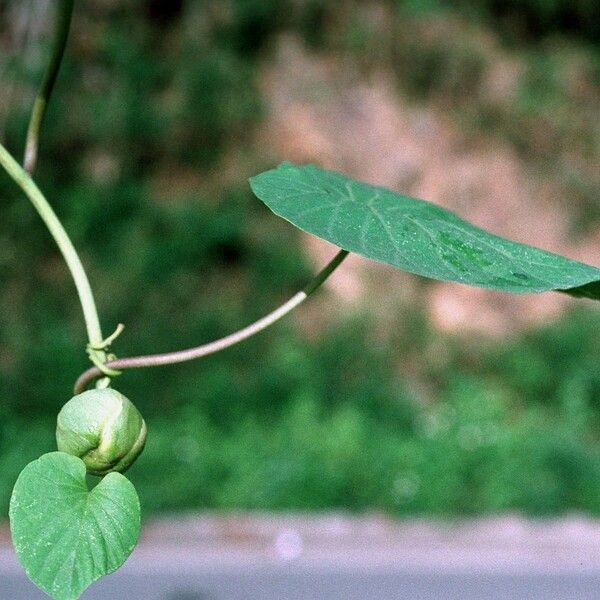 Stictocardia tiliifolia Leaf