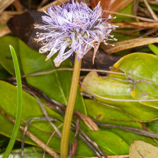 Globularia nudicaulis 花