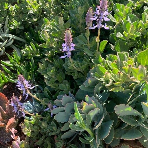 Plectranthus neochilus Blüte