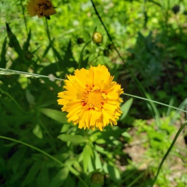 Coreopsis grandiflora Flor