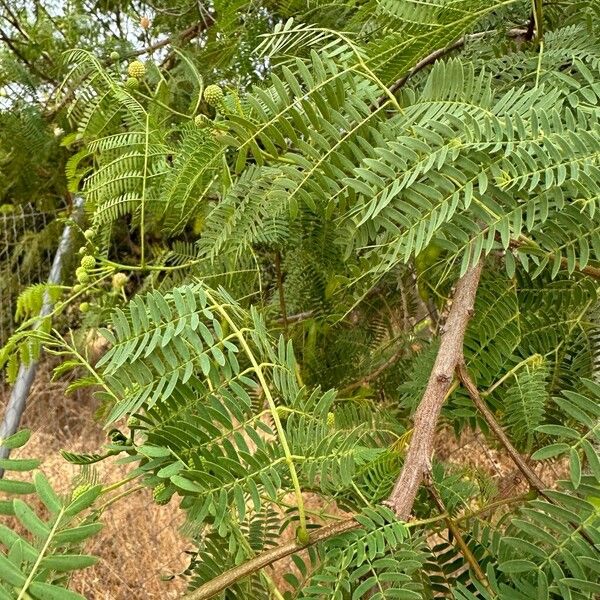 Leucaena leucocephala পাতা