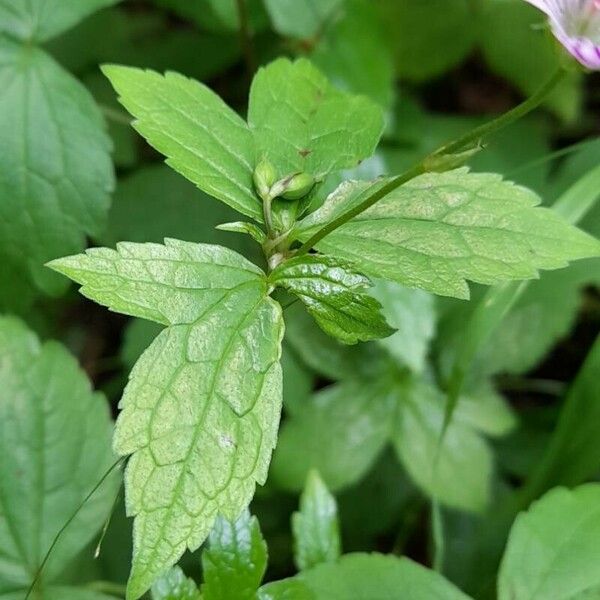 Geranium nodosum Folha