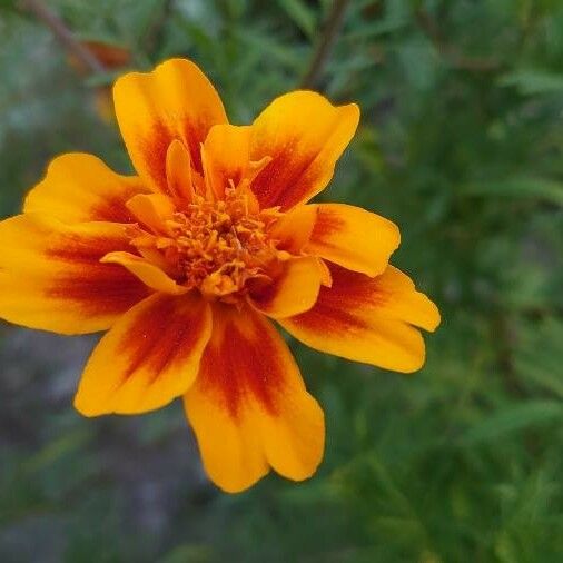 Tagetes patula Kukka