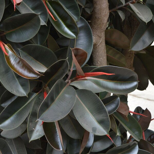 Ficus robusta 葉