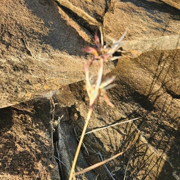 Hyparrhenia filipendula Kukka