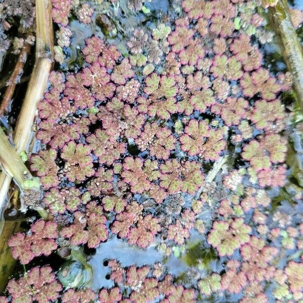 Azolla filiculoides Leaf