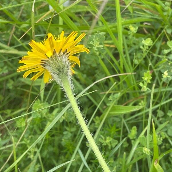 Leontodon hispidus Flower