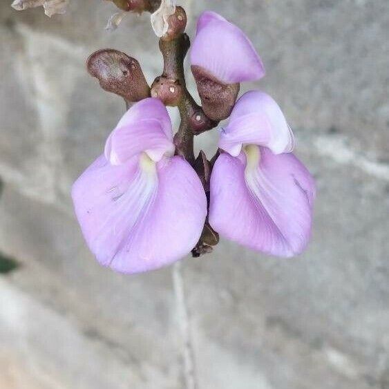 Canavalia ensiformis Fiore