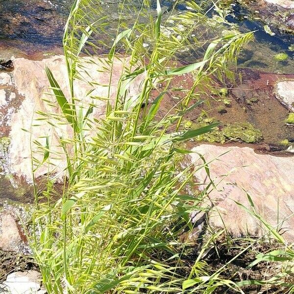 Avena sterilis Blomst