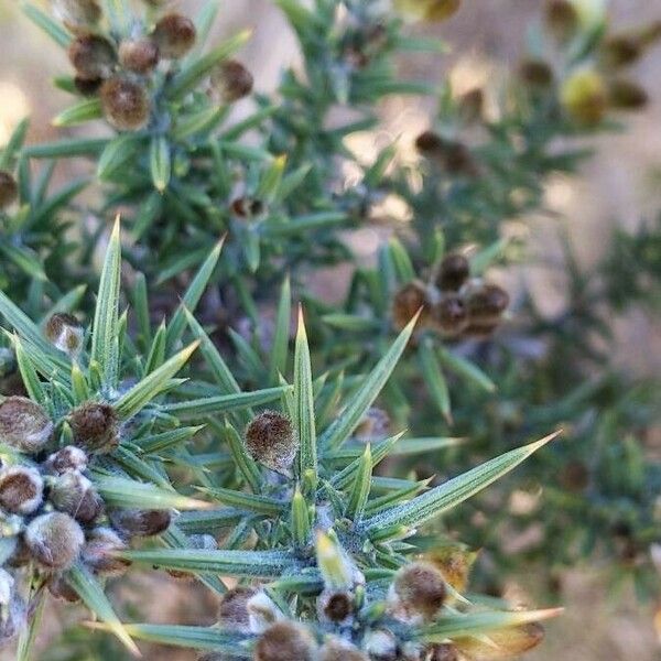 Ulex europaeus Liść