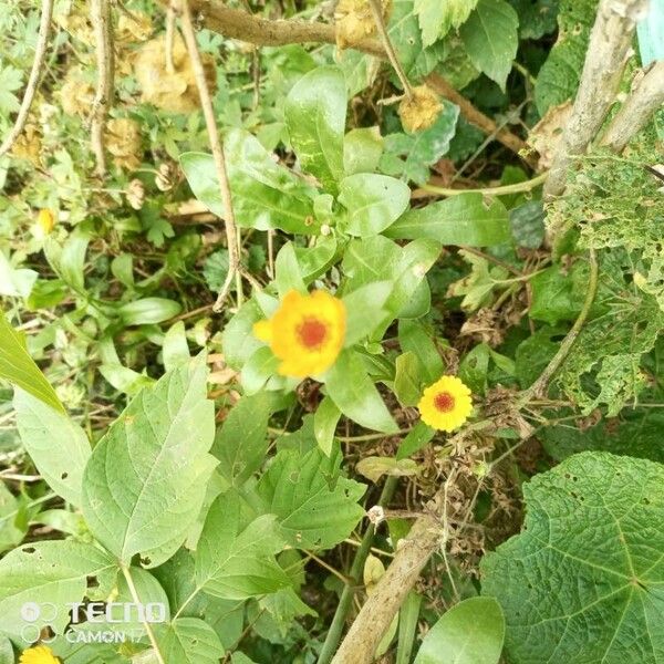 Calendula stellata Blatt