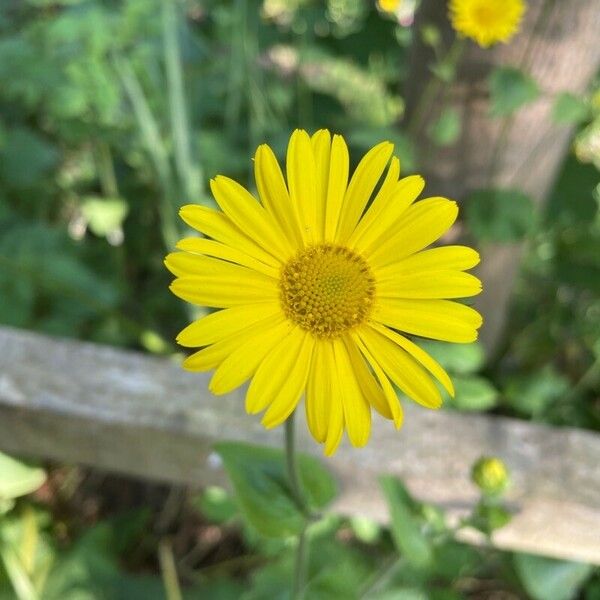 Doronicum pardalianches Lapas