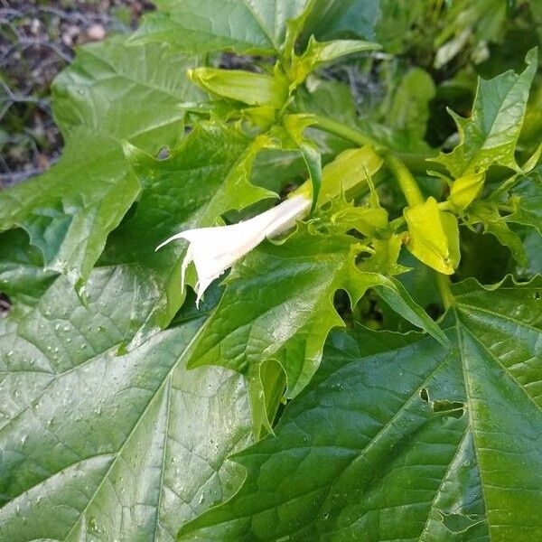 Datura stramonium Kwiat