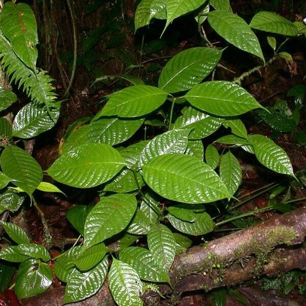 Palicourea acuminata Habit