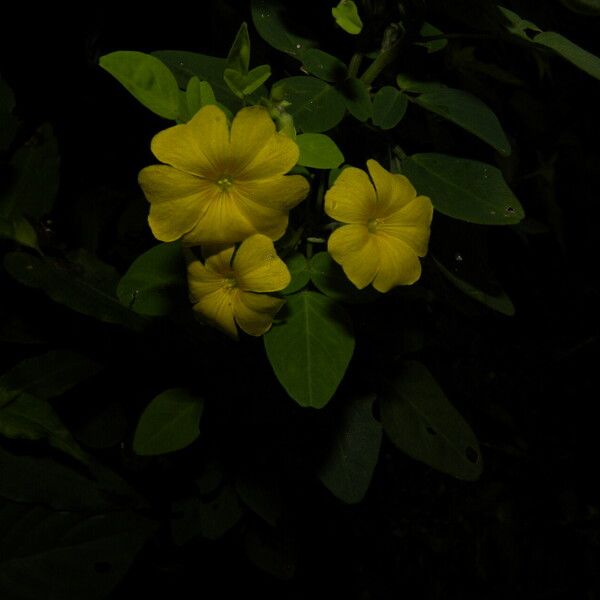 Oxalis frutescens Flors