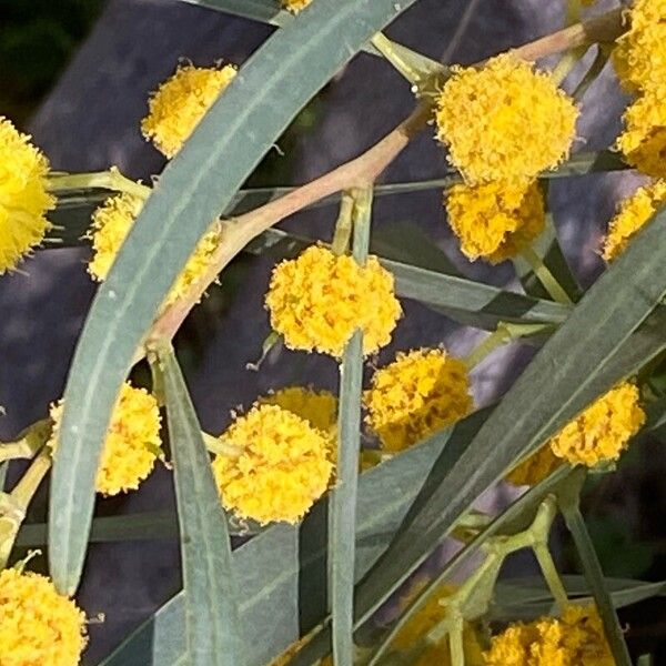 Acacia saligna Feuille