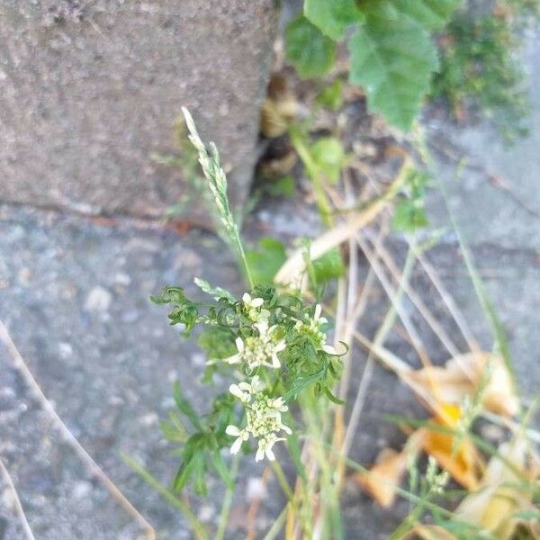 Lepidium ruderale Flower