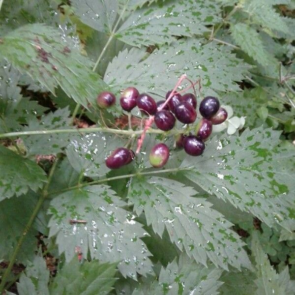 Actaea rubra Frucht