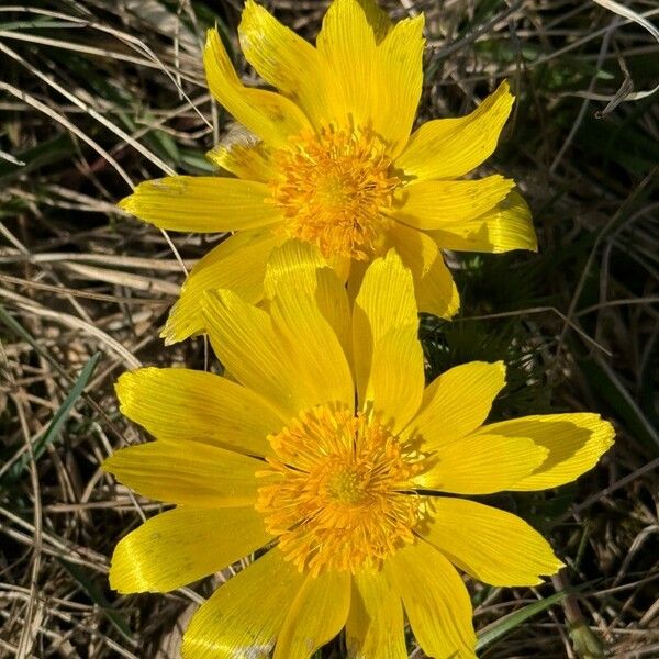 Adonis vernalis Blüte