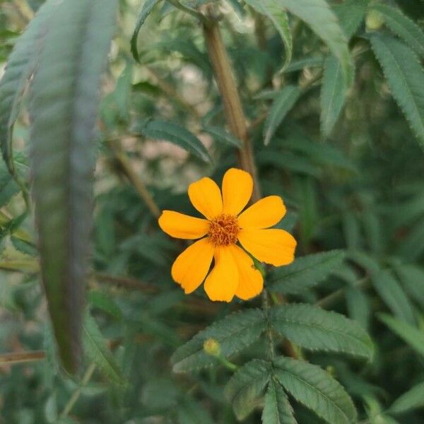 Tagetes lemmonii Kwiat