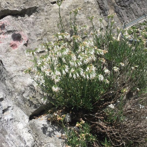 Moltkia petraea Flower