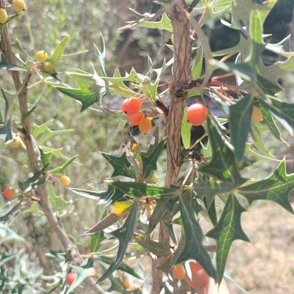 Berberis trifoliolata Fruit