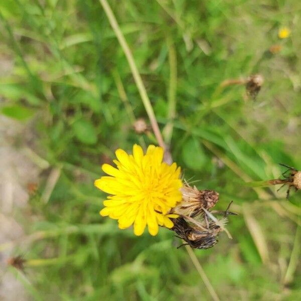 Crepis setosa Flower