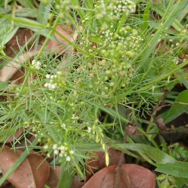 Cyclospermum leptophyllum ᱵᱟᱦᱟ