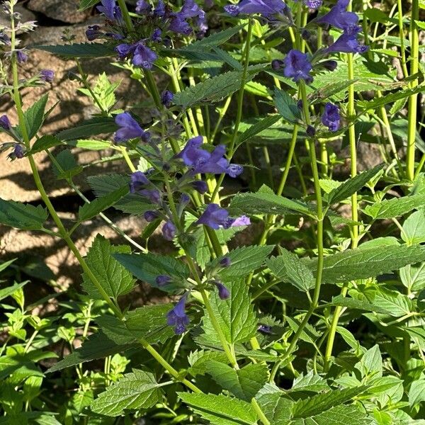 Nepeta sibirica പുഷ്പം