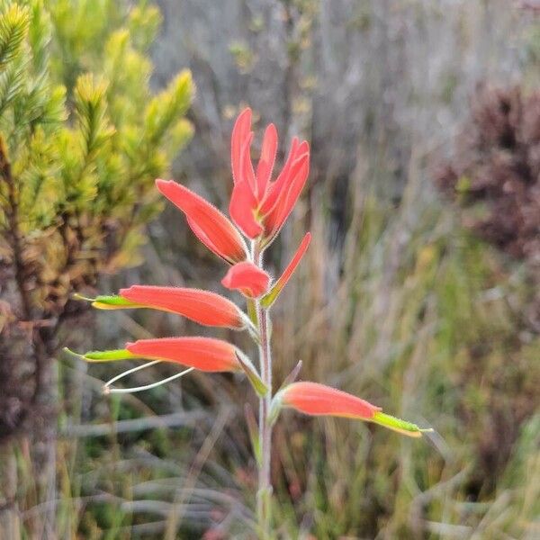 Castilleja integrifolia फूल