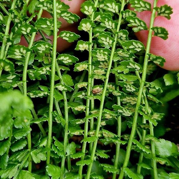 Asplenium viride 花