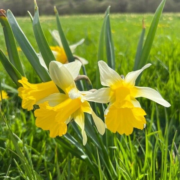 Narcissus bicolor 花