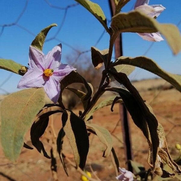 Solanum elaeagnifolium (Prairie-berry)
