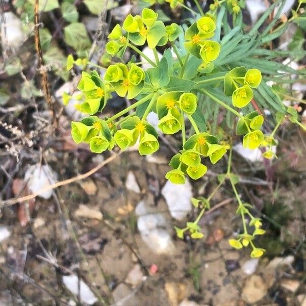 Euphorbia segetalis Cvet