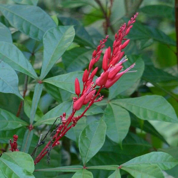 Quassia amara Flower