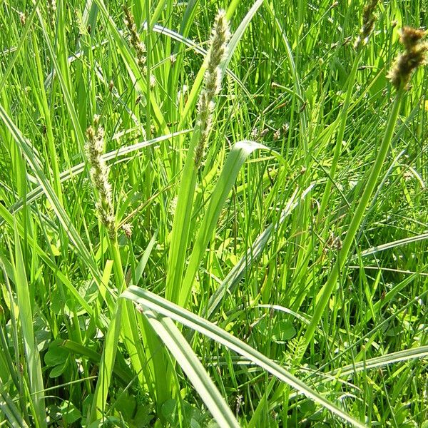 Carex vulpina Συνήθη χαρακτηριστικά