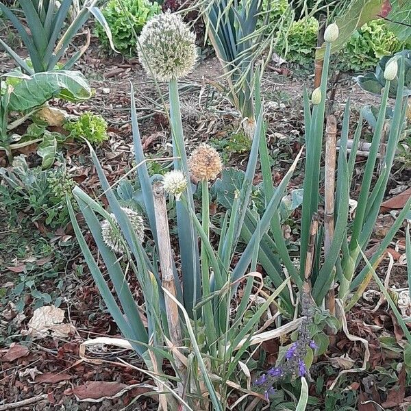 Allium fistulosum برگ