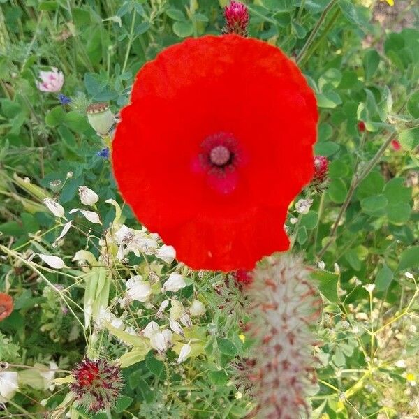 Papaver setiferum Flower