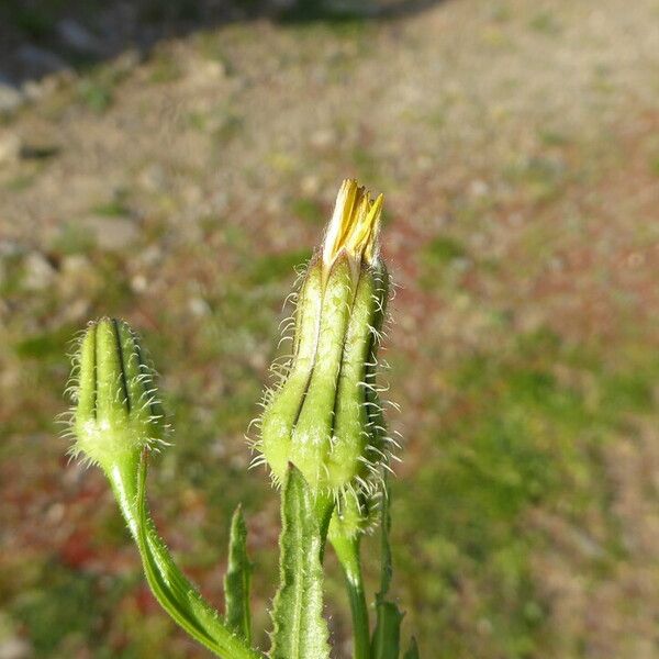 Urospermum picroides Flower